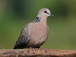 Uttarakhnadi bird Ghughuti