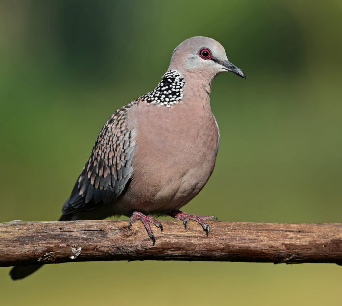 Uttarakhnadi bird Ghughuti