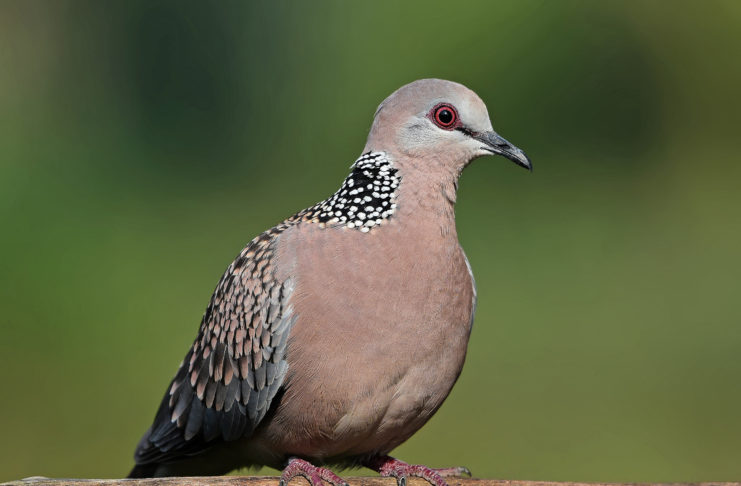 Uttarakhnadi bird Ghughuti