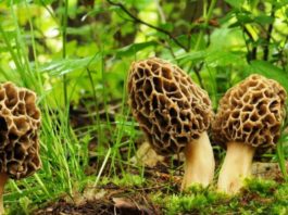 Morchella esculenta