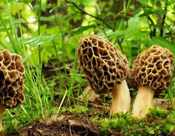 Morchella esculenta