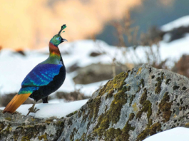 himalayan monal