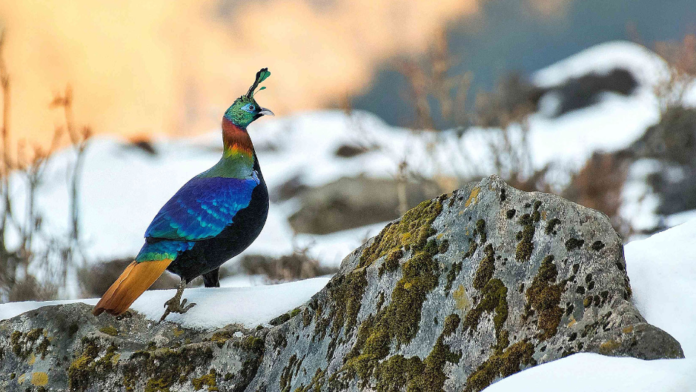 himalayan monal