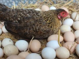 viral hen from almora with 31 eggs