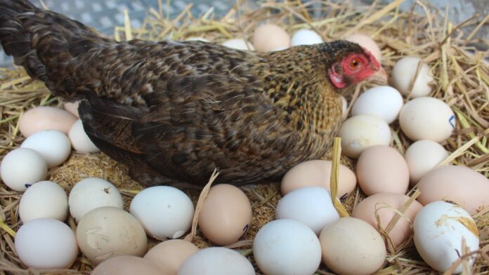 viral hen from almora with 31 eggs