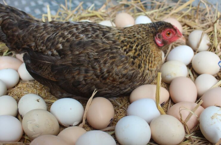 viral hen from almora with 31 eggs
